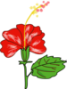 Red Hibiscus With Leaf Clip Art